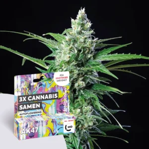 Hanfsamen Autoflowering AK47