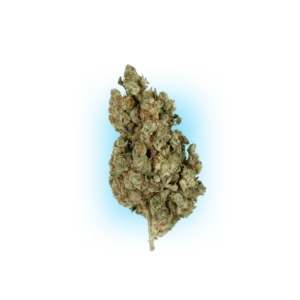 Cannabis Seeds Runtz x Amnesia 3 Stück